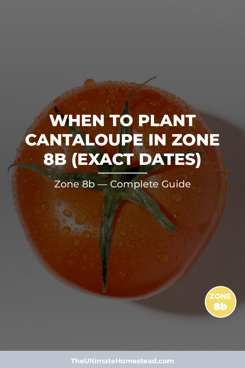 When to Plant Cantaloupe in Zone 8b