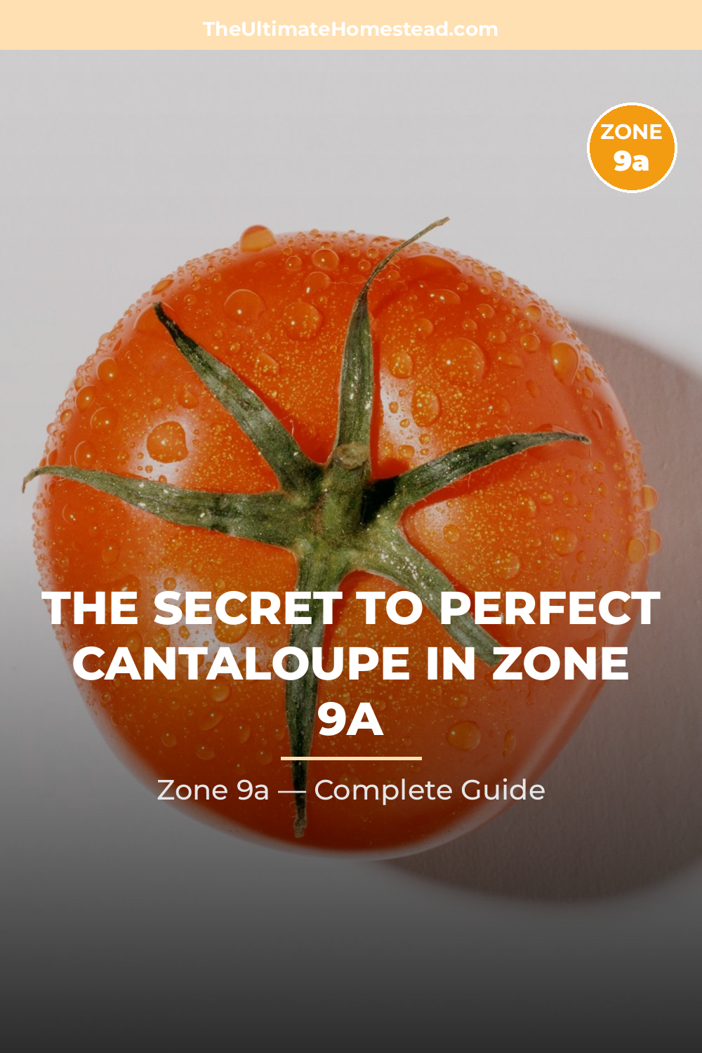 When to Plant Cantaloupe in Zone 9a