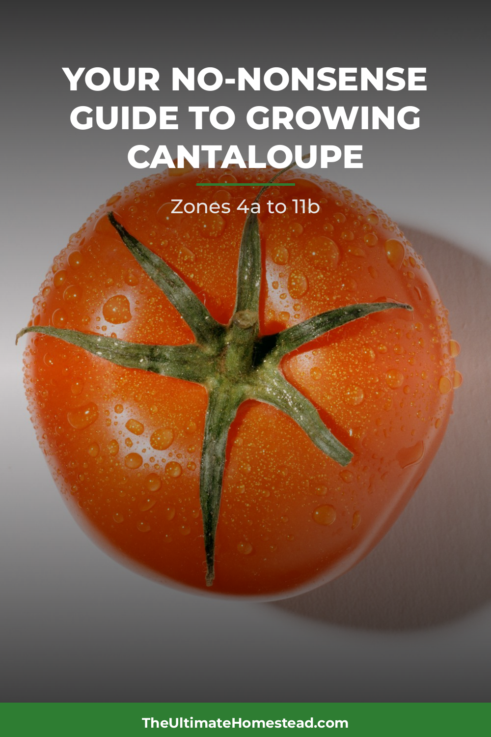 Cantaloupe Planting Guide