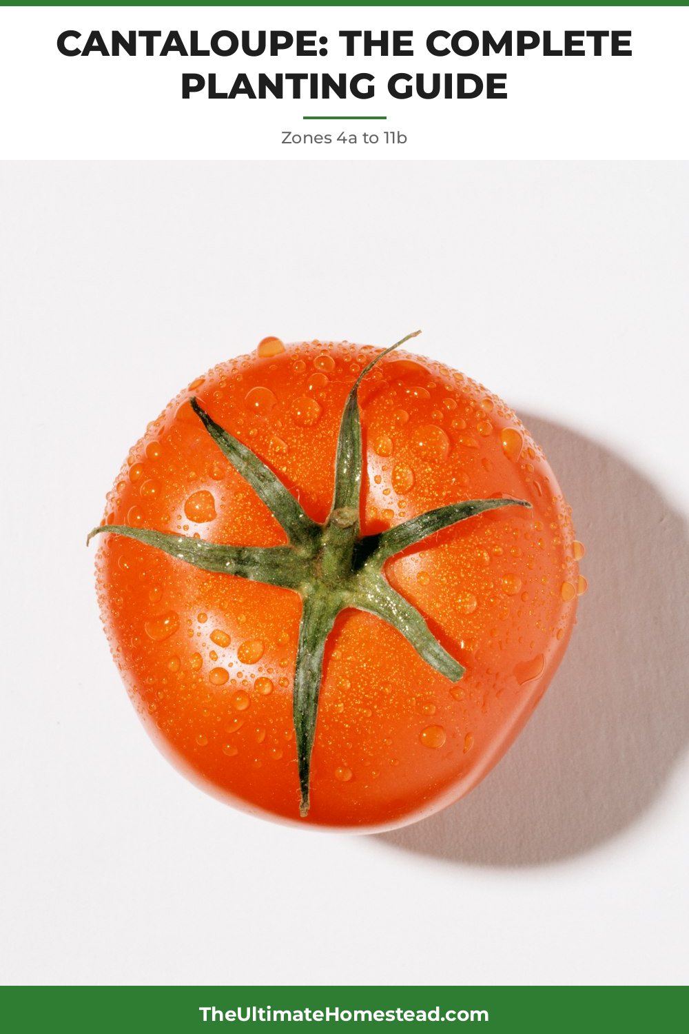 Cantaloupe Planting Guide