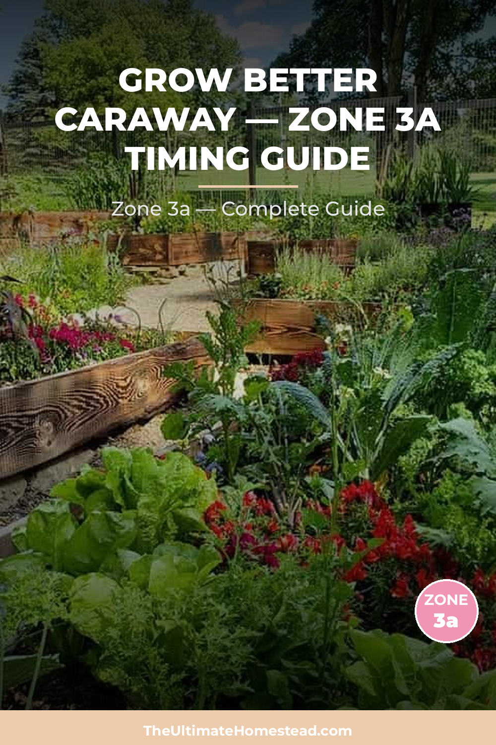When to Plant Caraway in Zone 3a