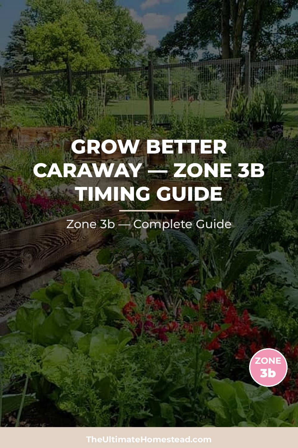 When to Plant Caraway in Zone 3b