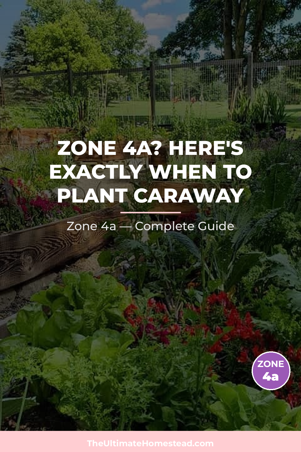 When to Plant Caraway in Zone 4a