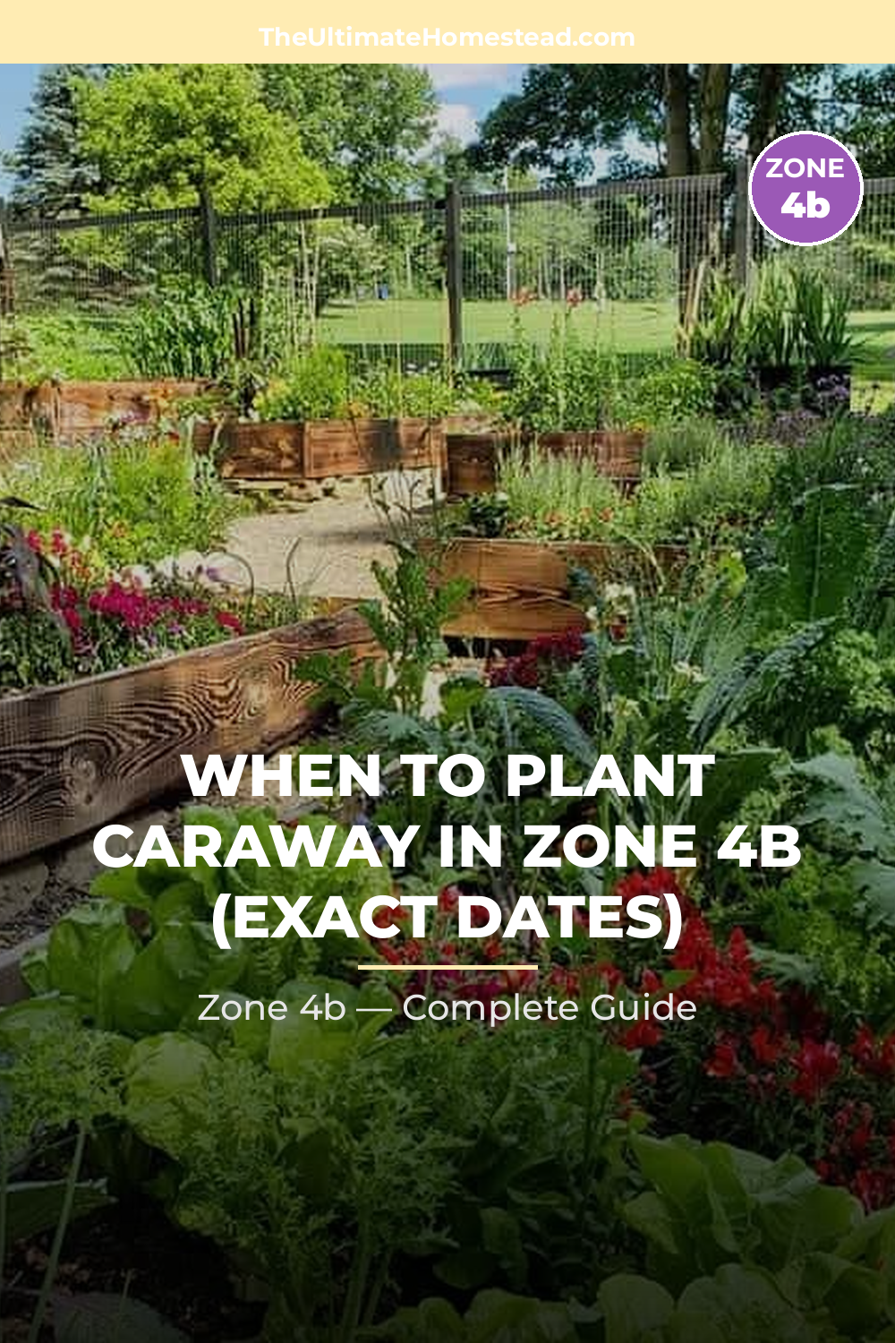 When to Plant Caraway in Zone 4b
