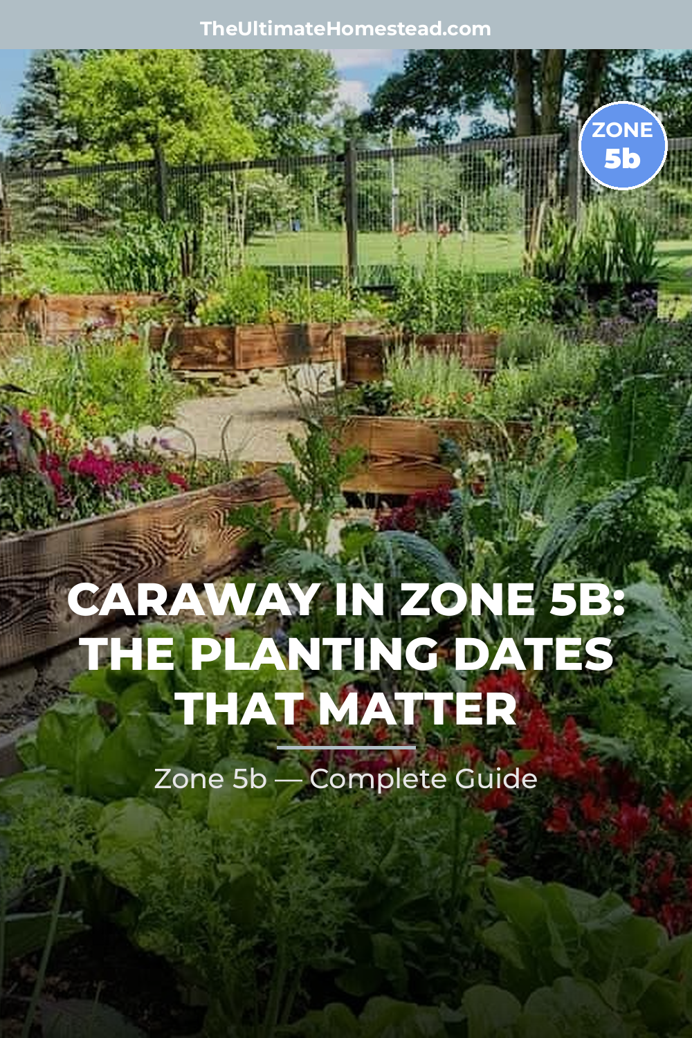 When to Plant Caraway in Zone 5b