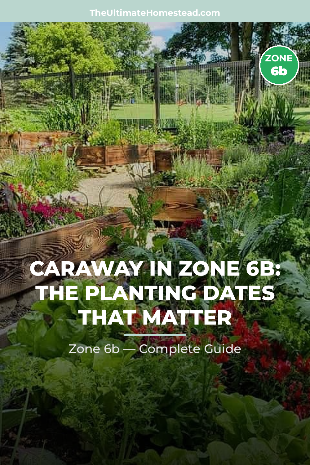 When to Plant Caraway in Zone 6b