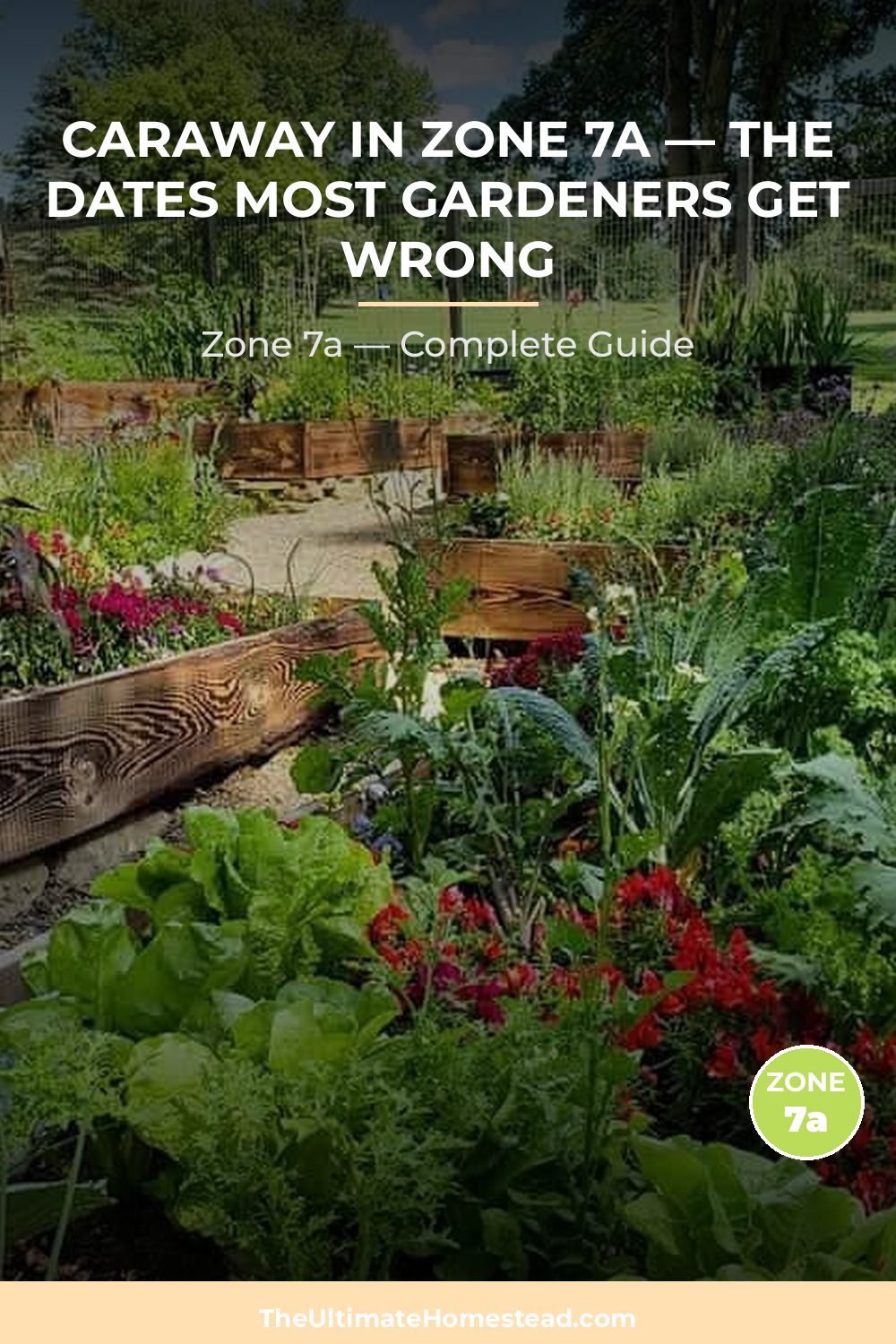 When to Plant Caraway in Zone 7a