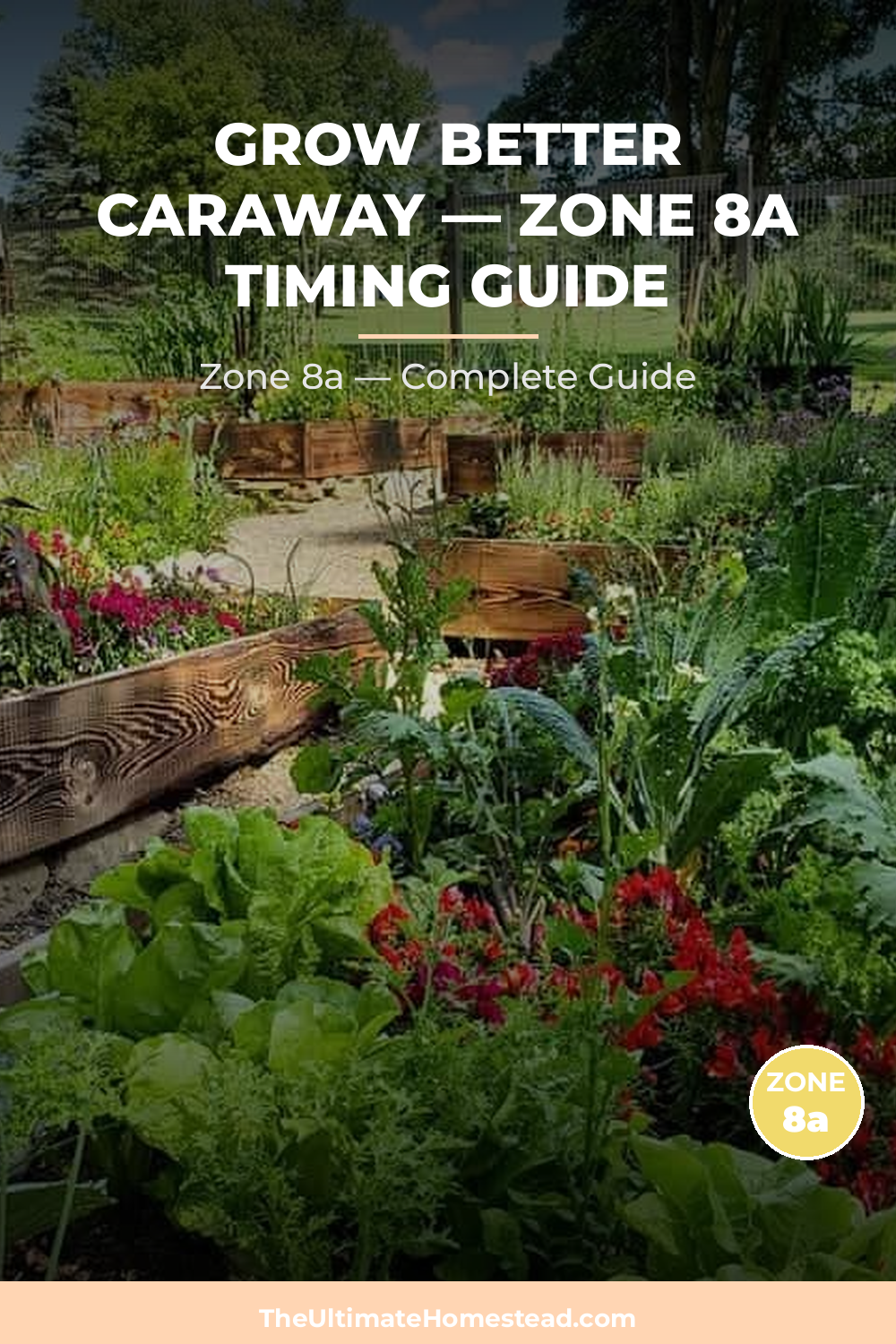 When to Plant Caraway in Zone 8a