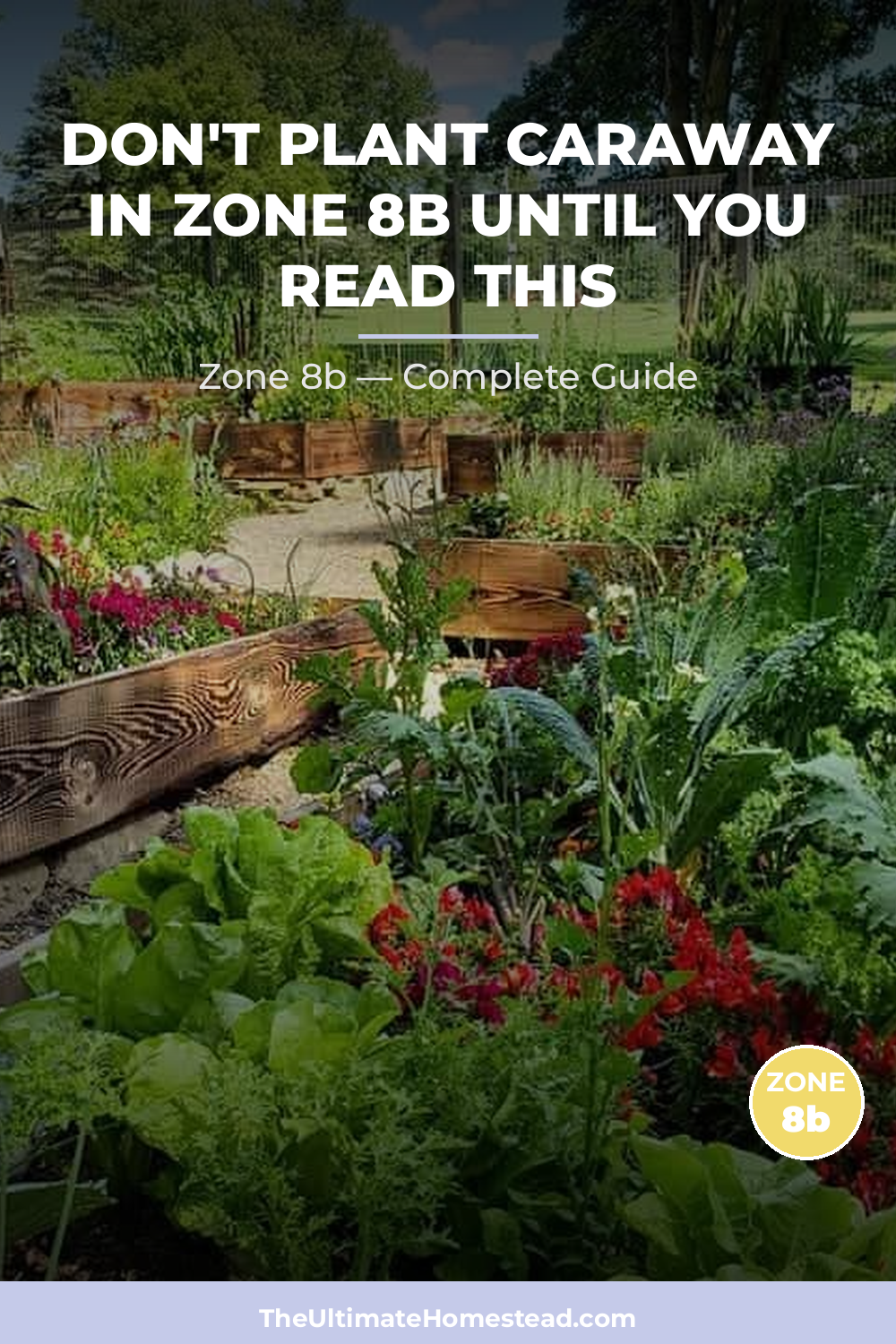 When to Plant Caraway in Zone 8b