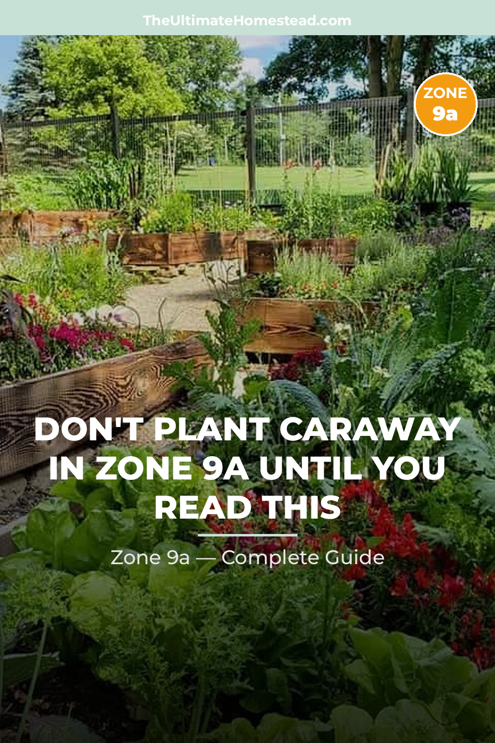 When to Plant Caraway in Zone 9a