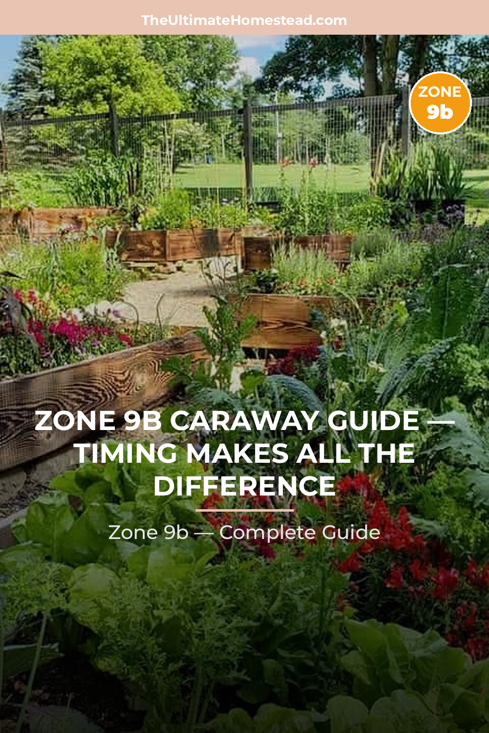 When to Plant Caraway in Zone 9b