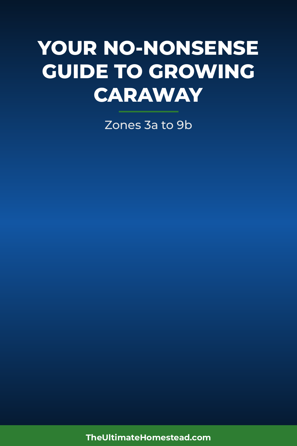 Caraway Planting Guide