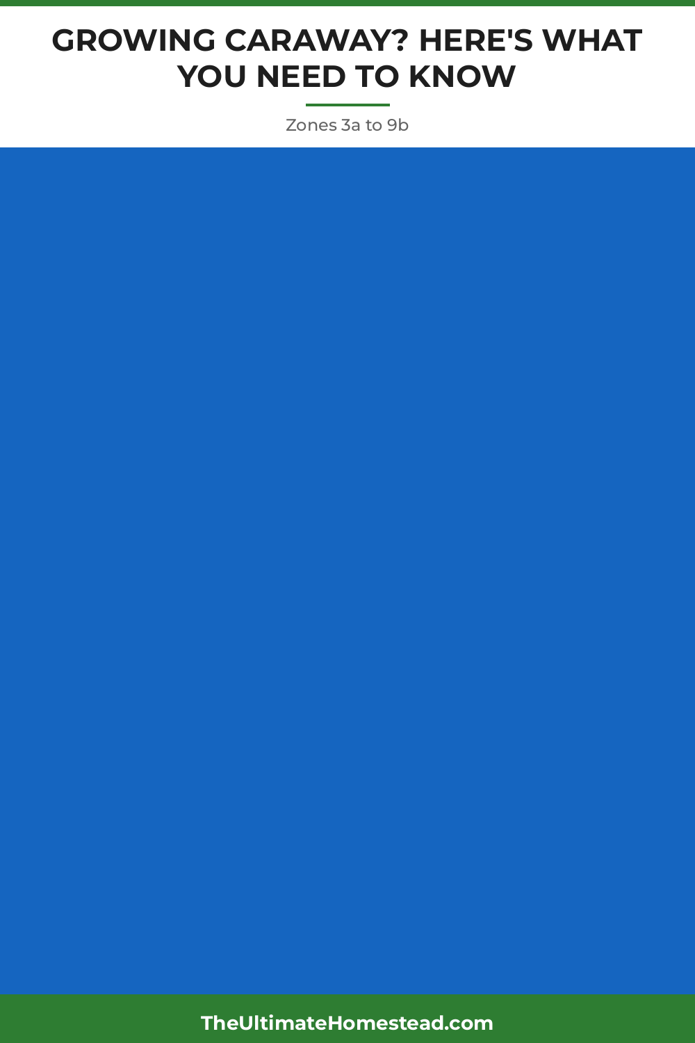 Caraway Planting Guide