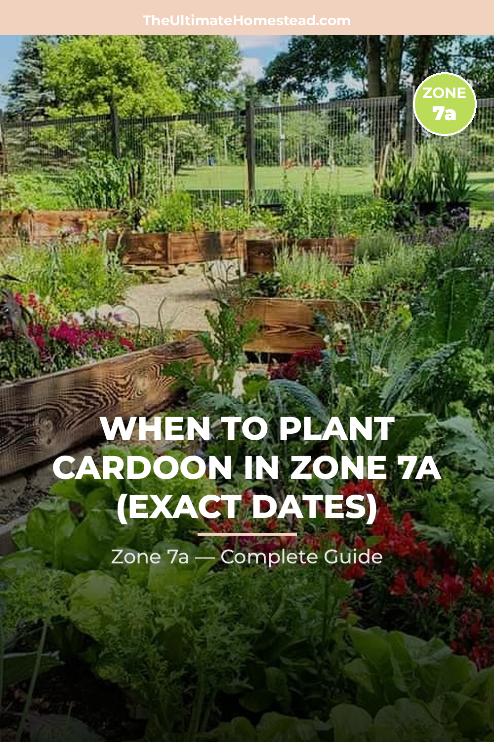 When to Plant Cardoon in Zone 7a