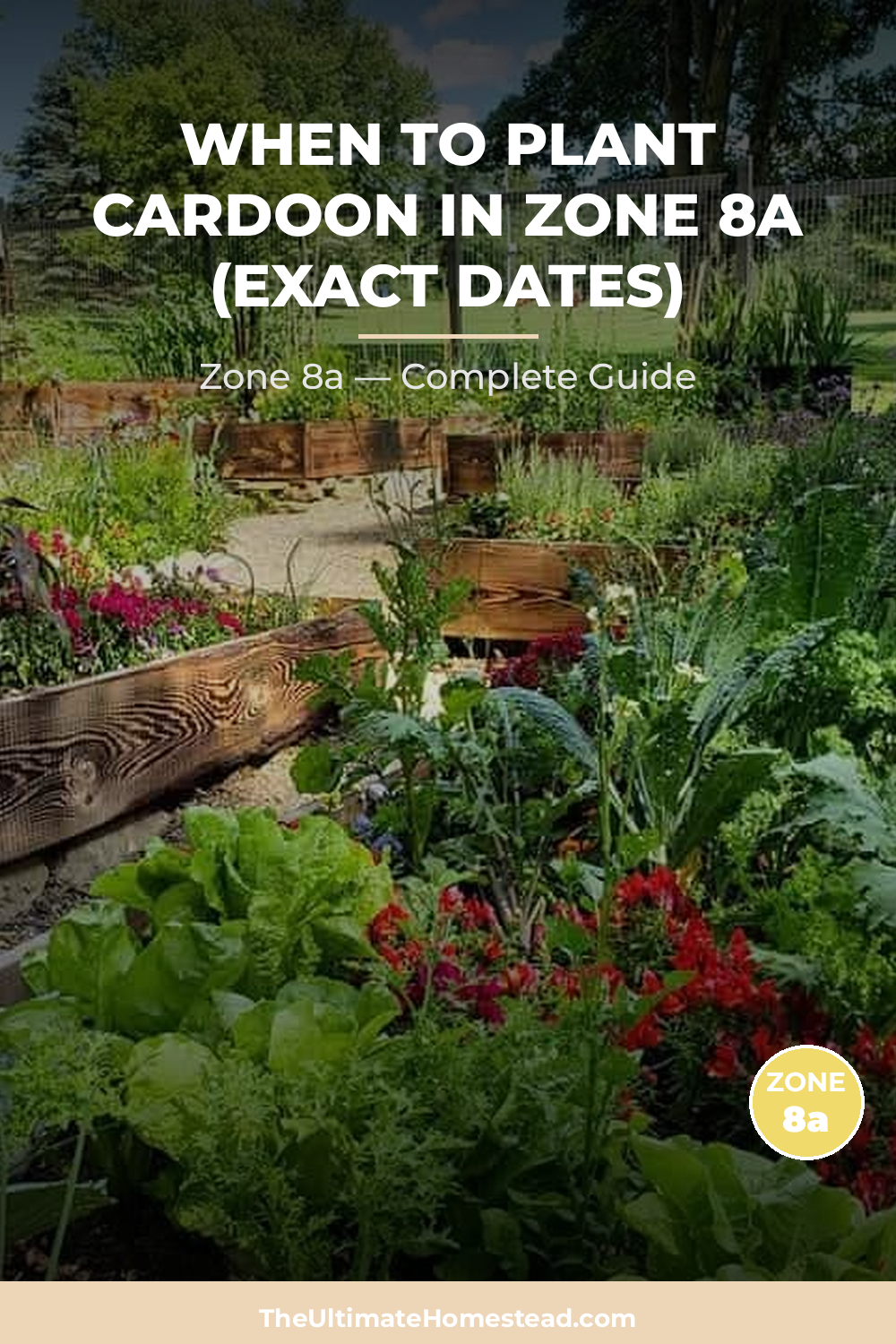 When to Plant Cardoon in Zone 8a