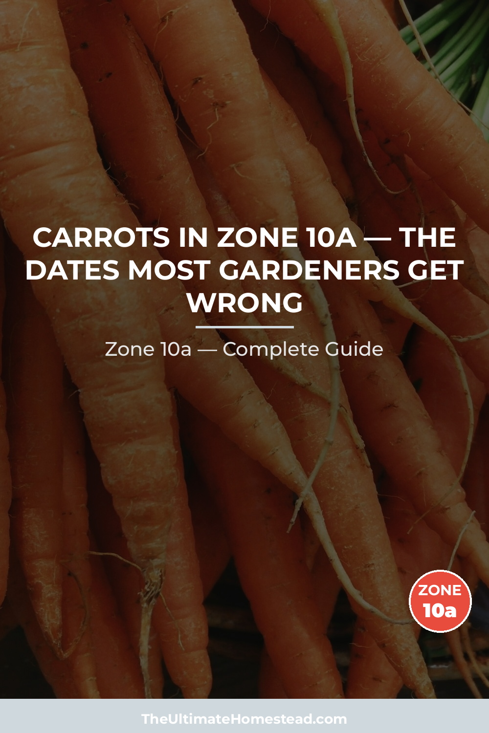 When to Plant Carrots in Zone 10a
