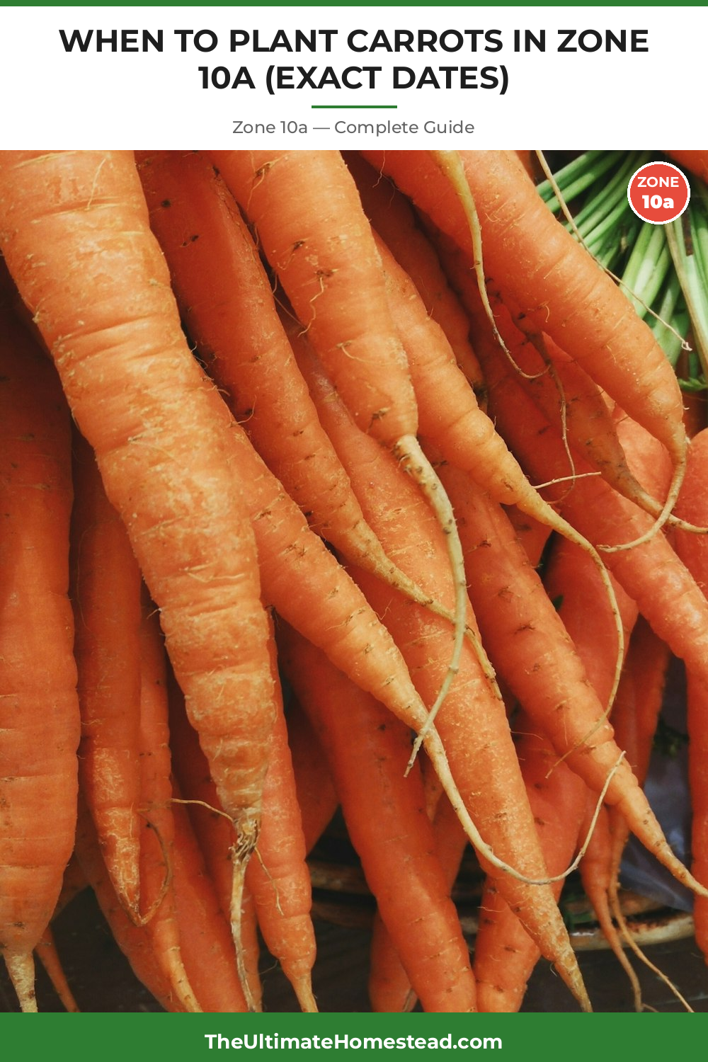 When to Plant Carrots in Zone 10a