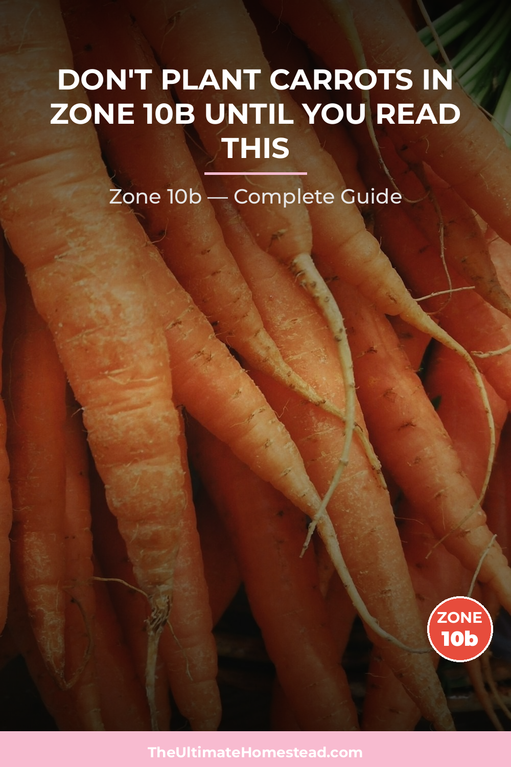 When to Plant Carrots in Zone 10b