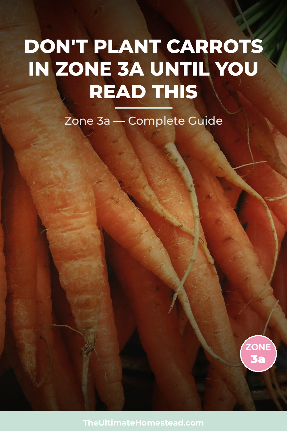 When to Plant Carrots in Zone 3a