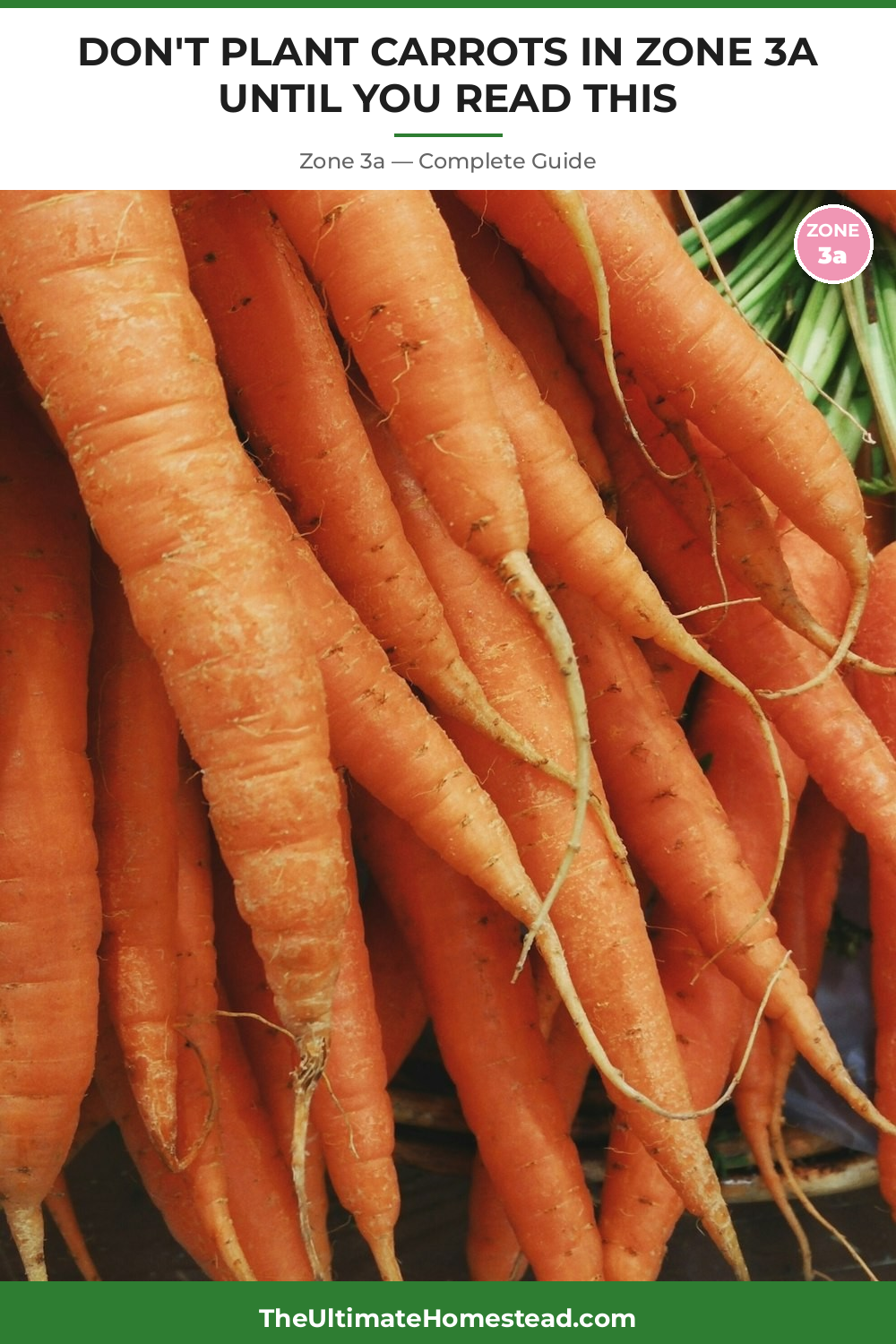 When to Plant Carrots in Zone 3a