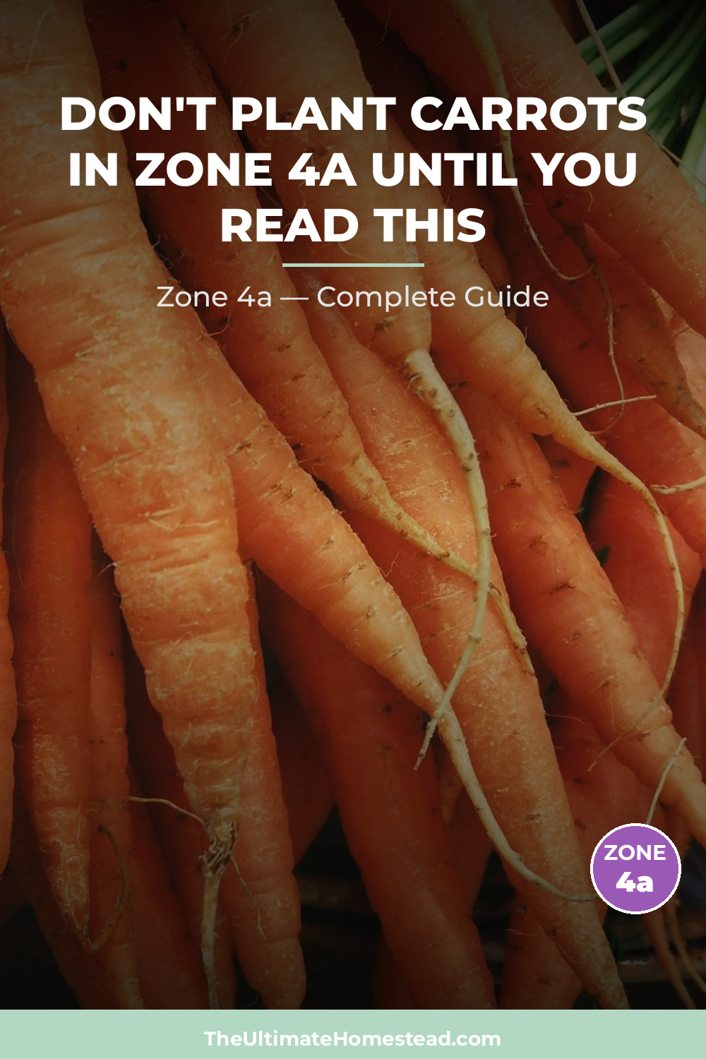 When to Plant Carrots in Zone 4a
