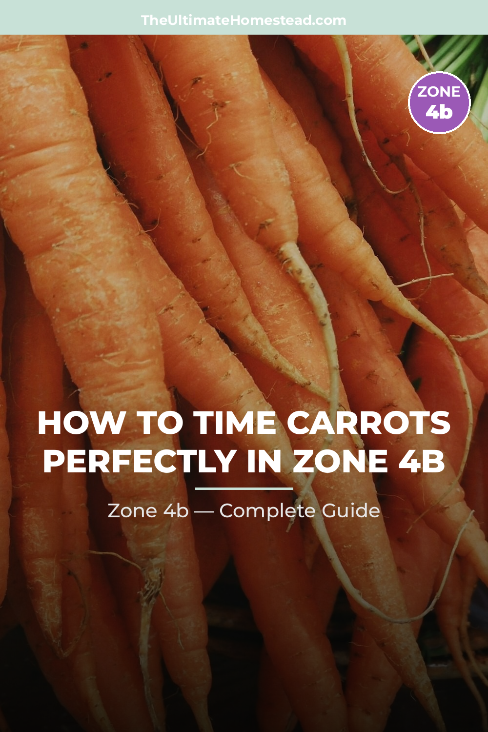 When to Plant Carrots in Zone 4b