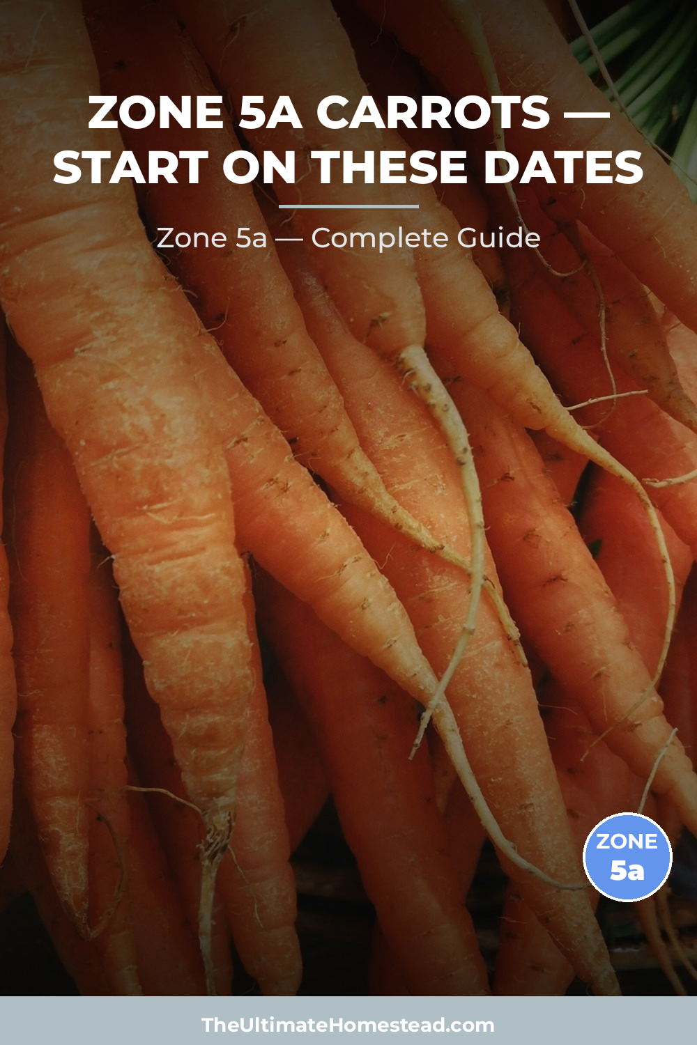 When to Plant Carrots in Zone 5a