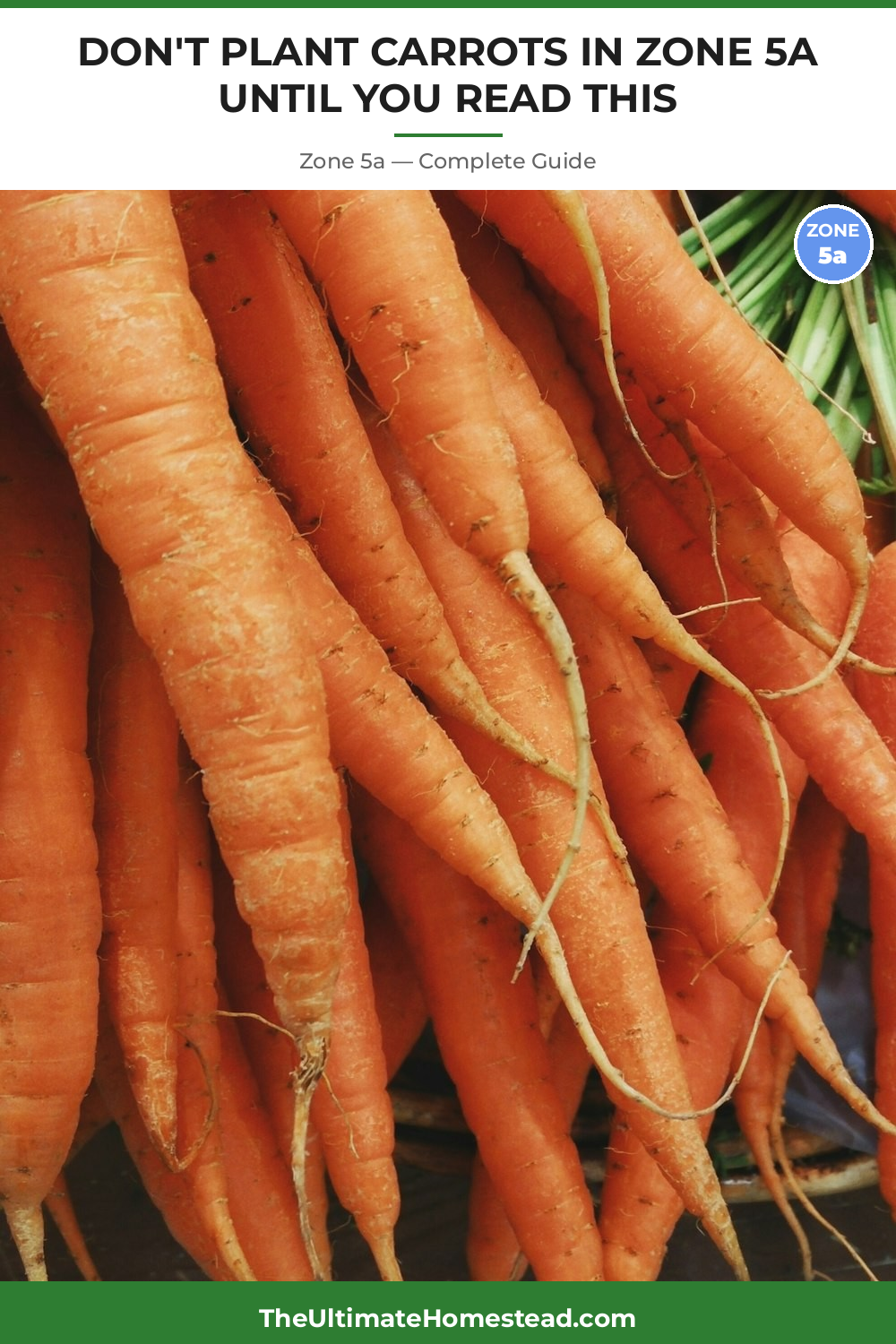 When to Plant Carrots in Zone 5a
