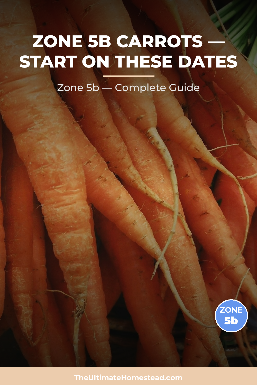 When to Plant Carrots in Zone 5b
