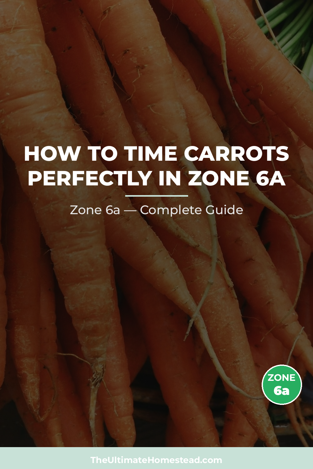 When to Plant Carrots in Zone 6a