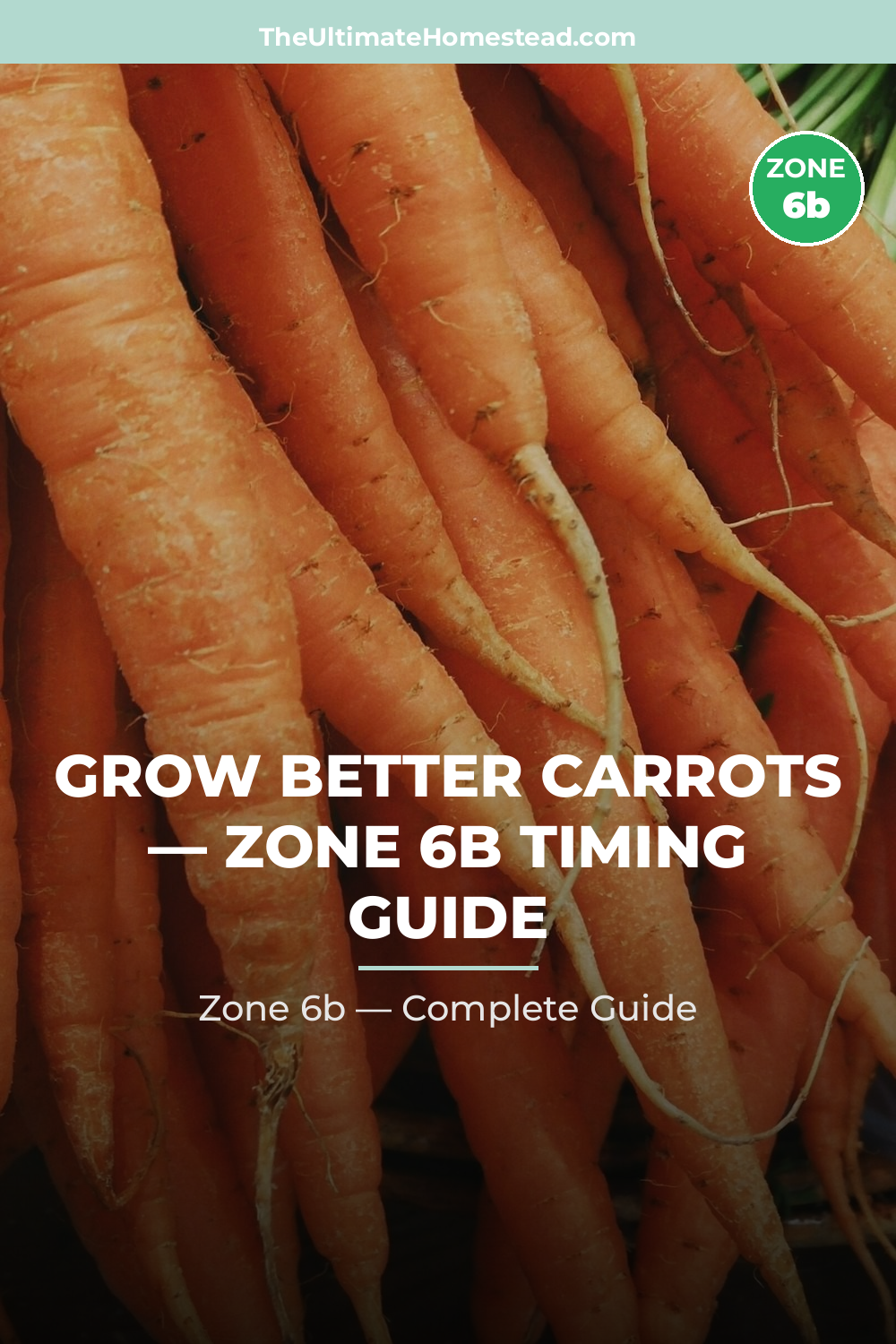 When to Plant Carrots in Zone 6b