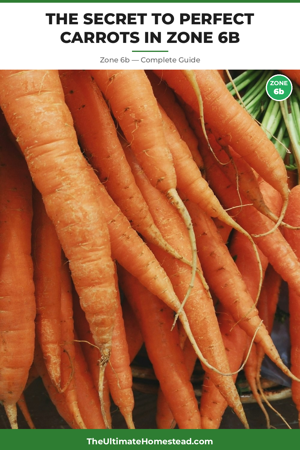 When to Plant Carrots in Zone 6b