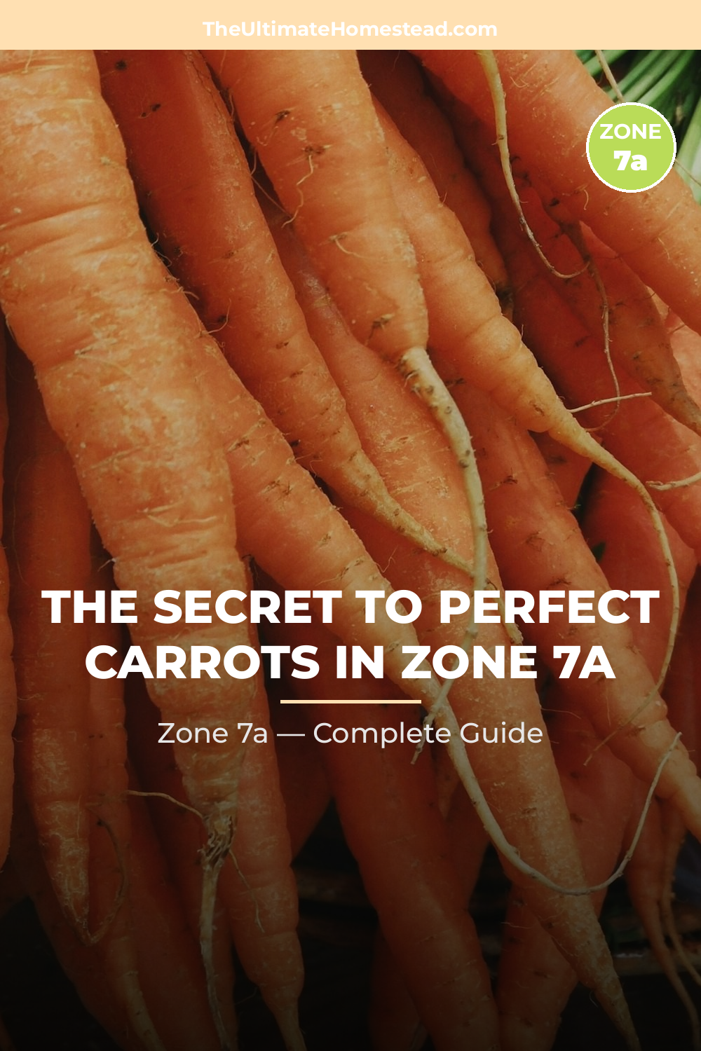 When to Plant Carrots in Zone 7a