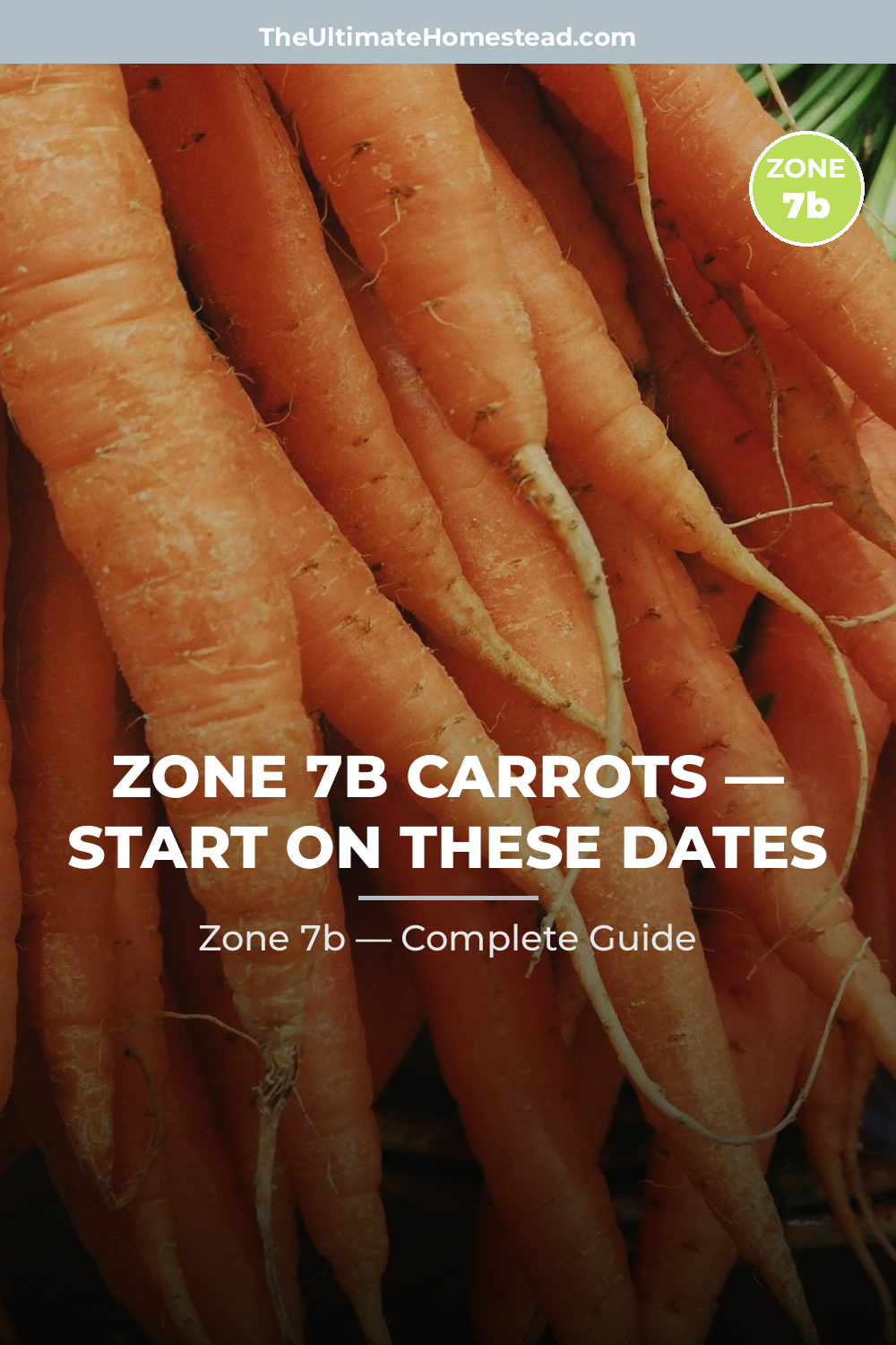 When to Plant Carrots in Zone 7b