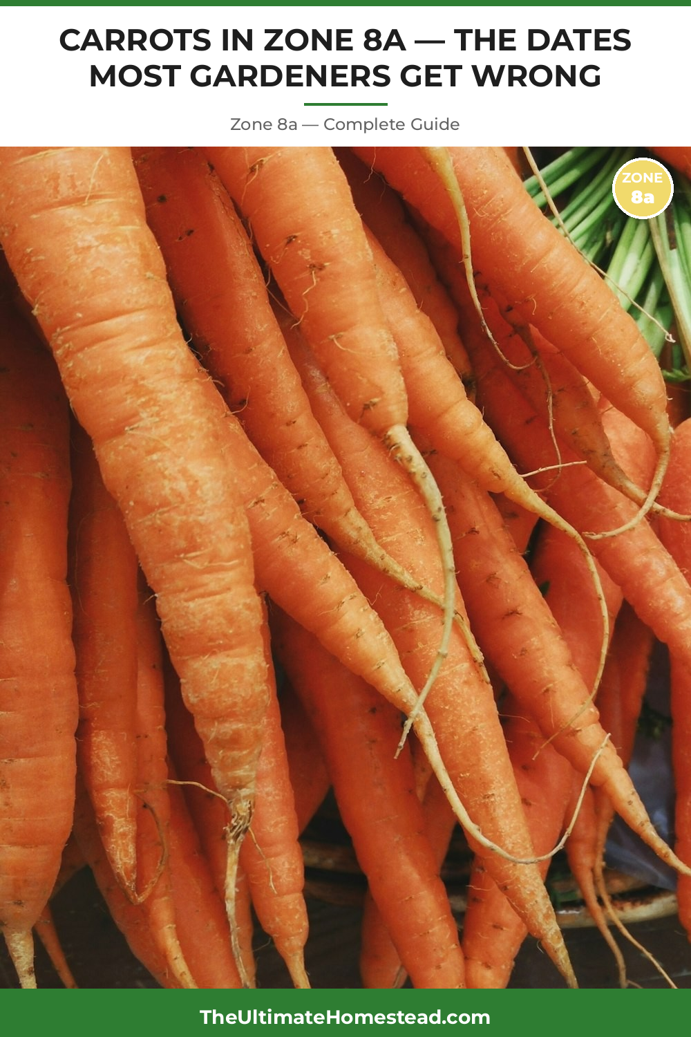 When to Plant Carrots in Zone 8a