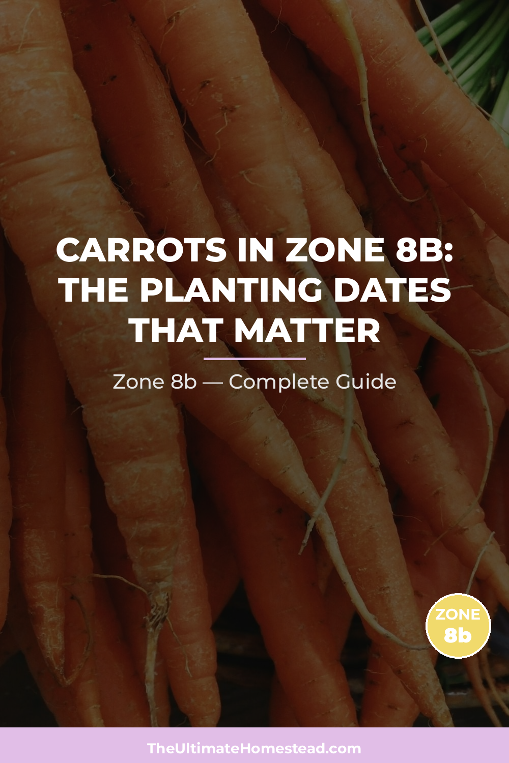 When to Plant Carrots in Zone 8b