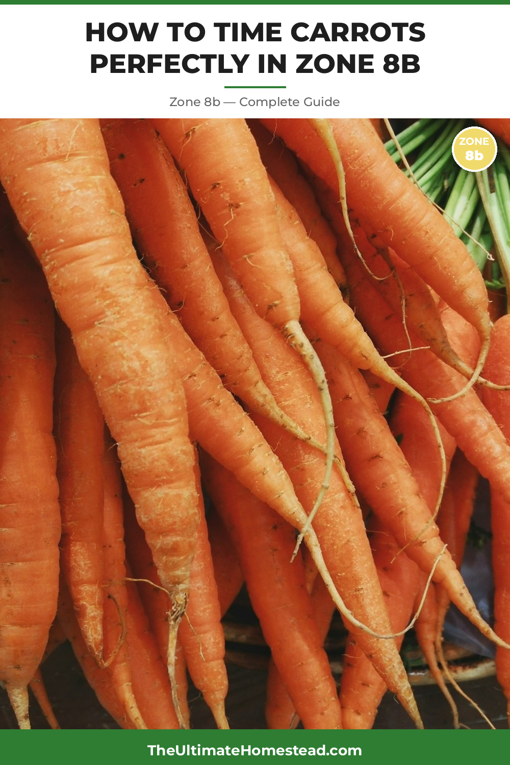 When to Plant Carrots in Zone 8b