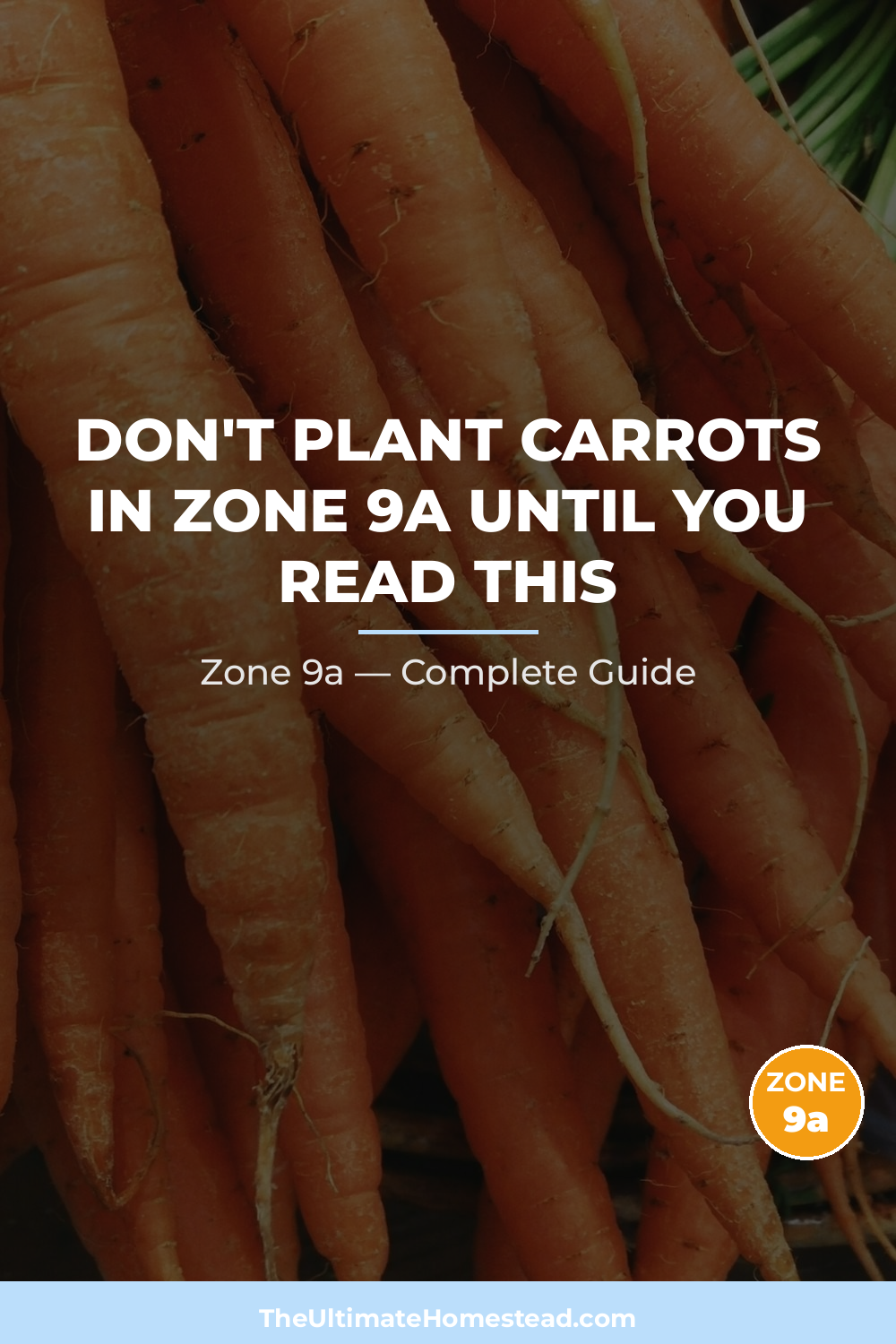 When to Plant Carrots in Zone 9a