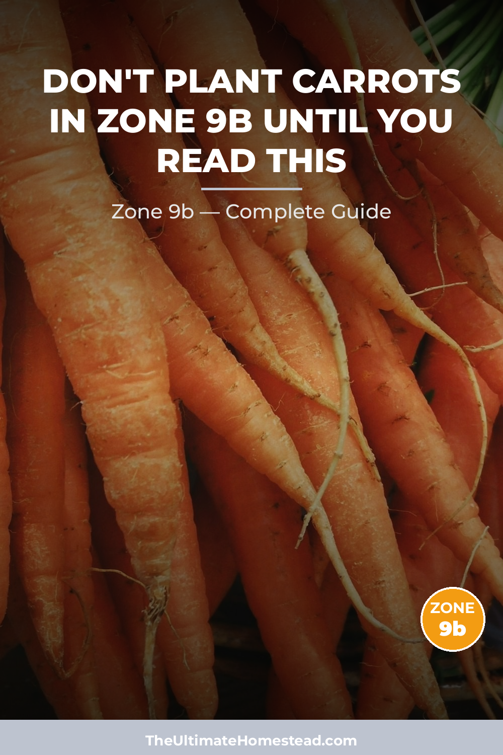 When to Plant Carrots in Zone 9b