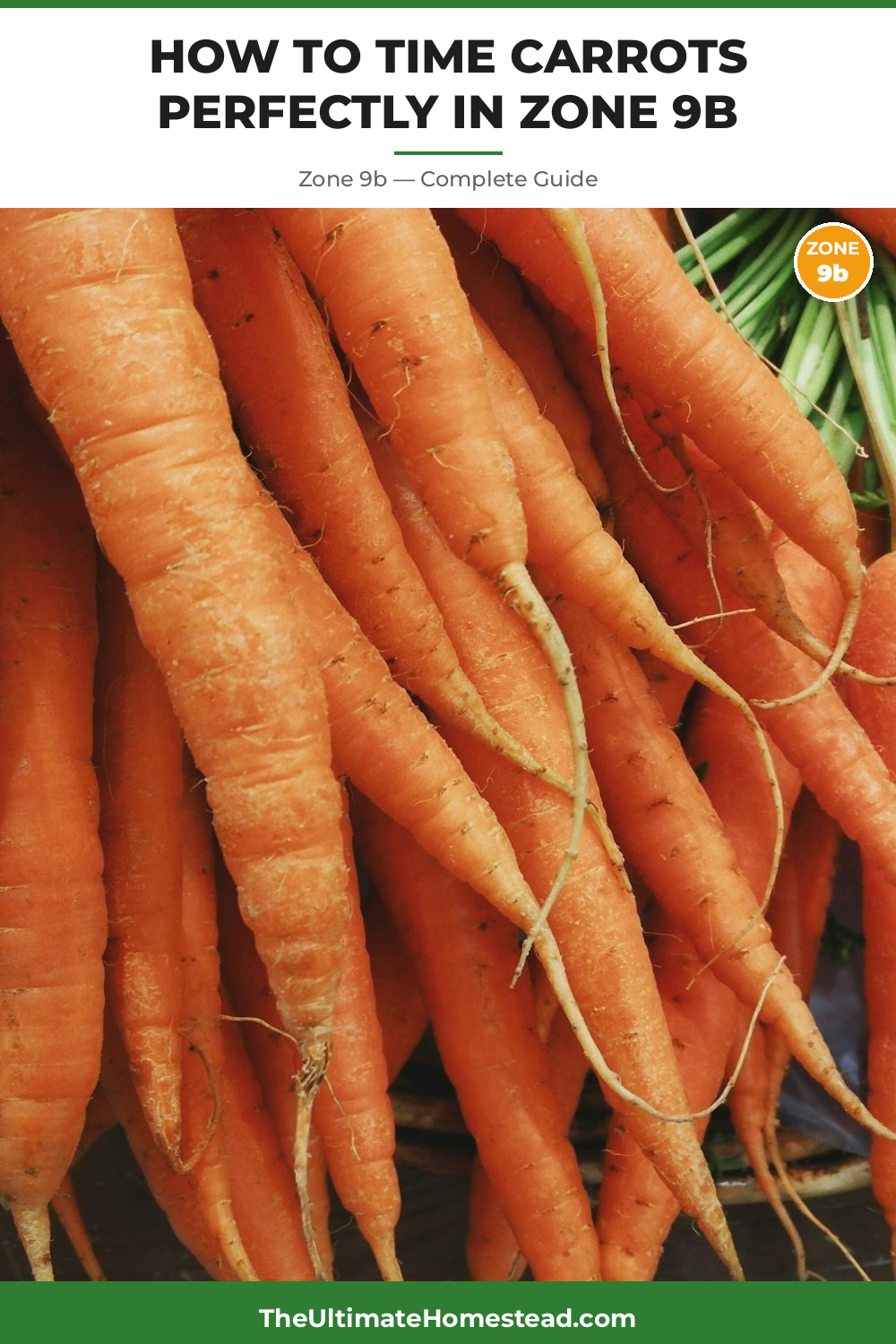 When to Plant Carrots in Zone 9b