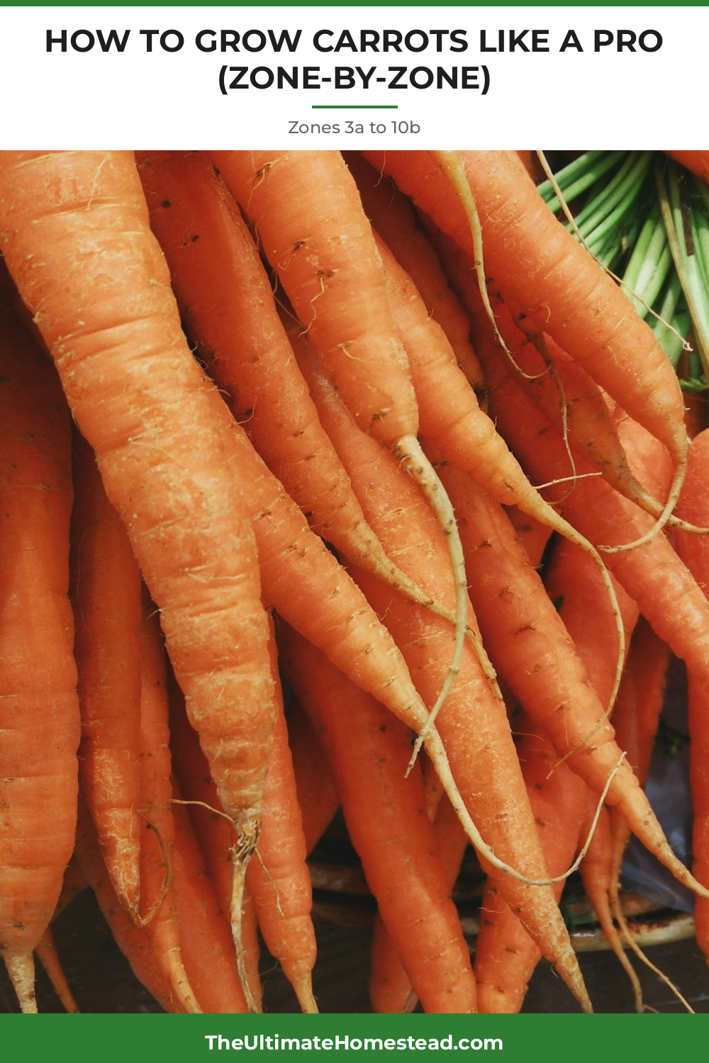 Carrots Planting Guide
