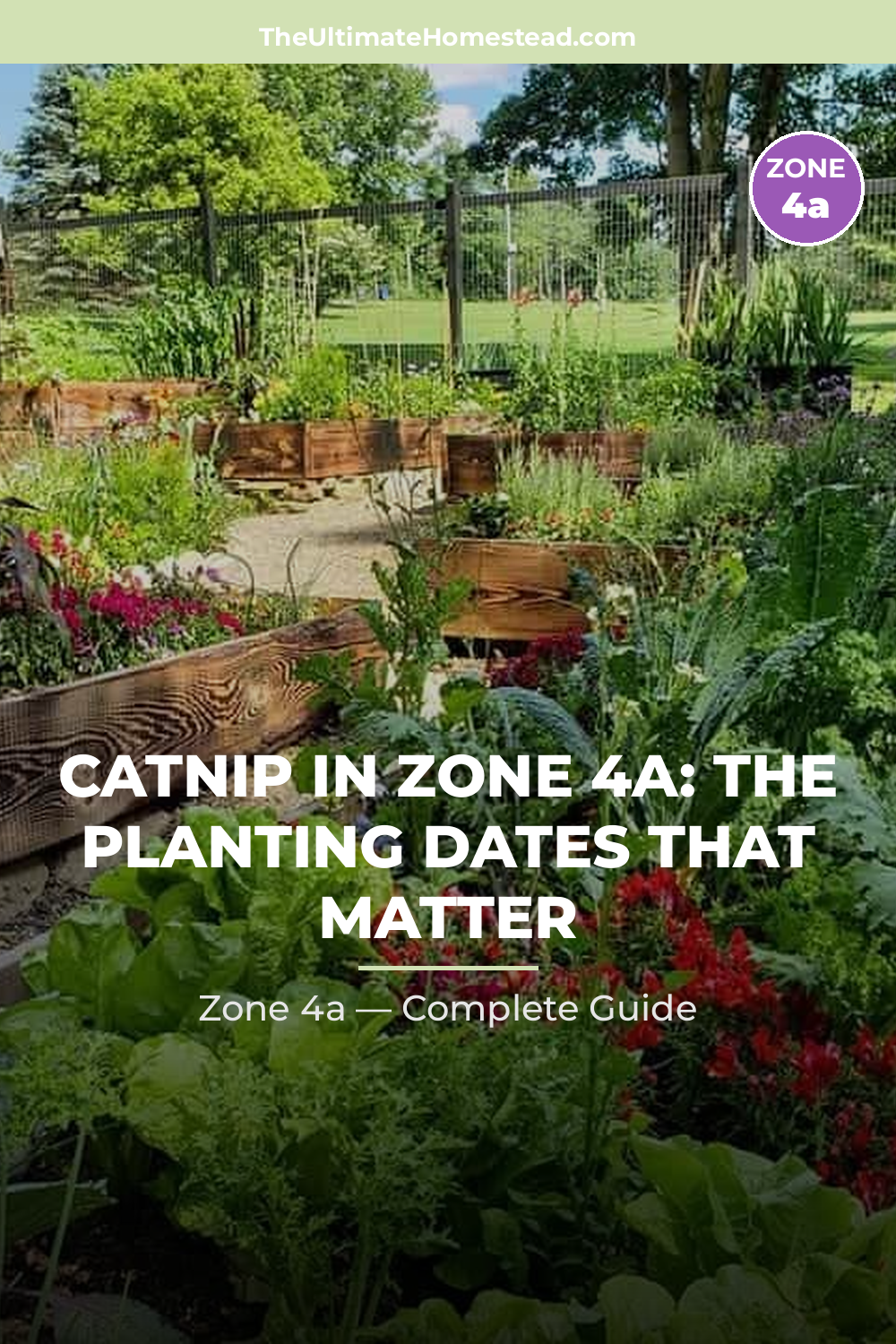 When to Plant Catnip in Zone 4a