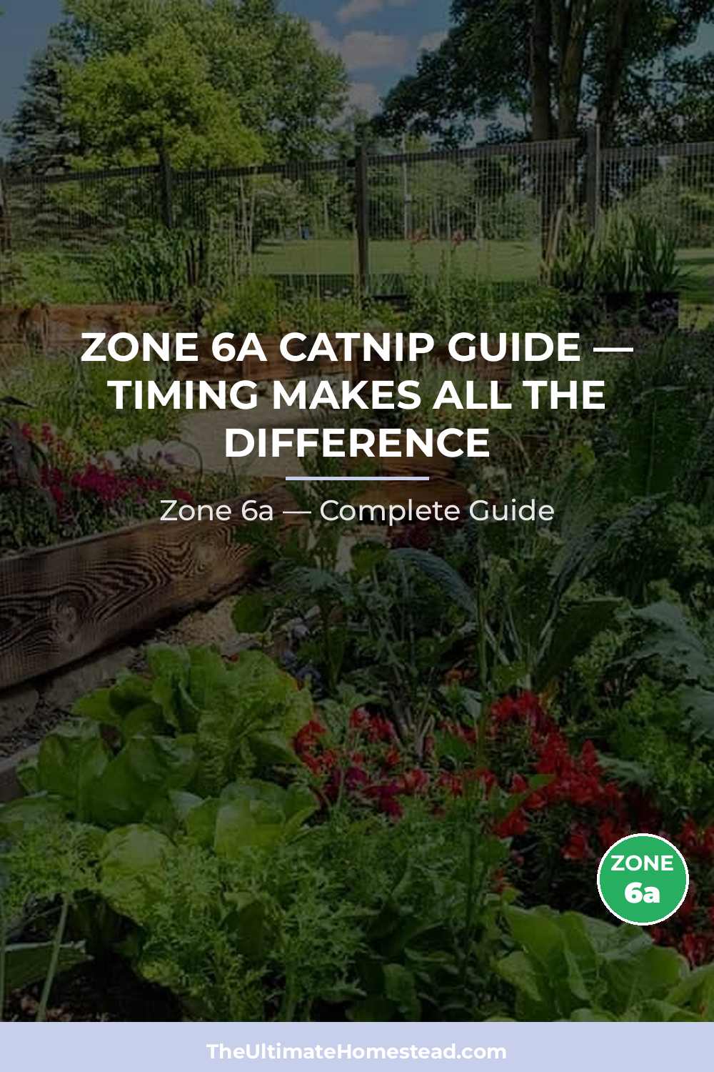 When to Plant Catnip in Zone 6a