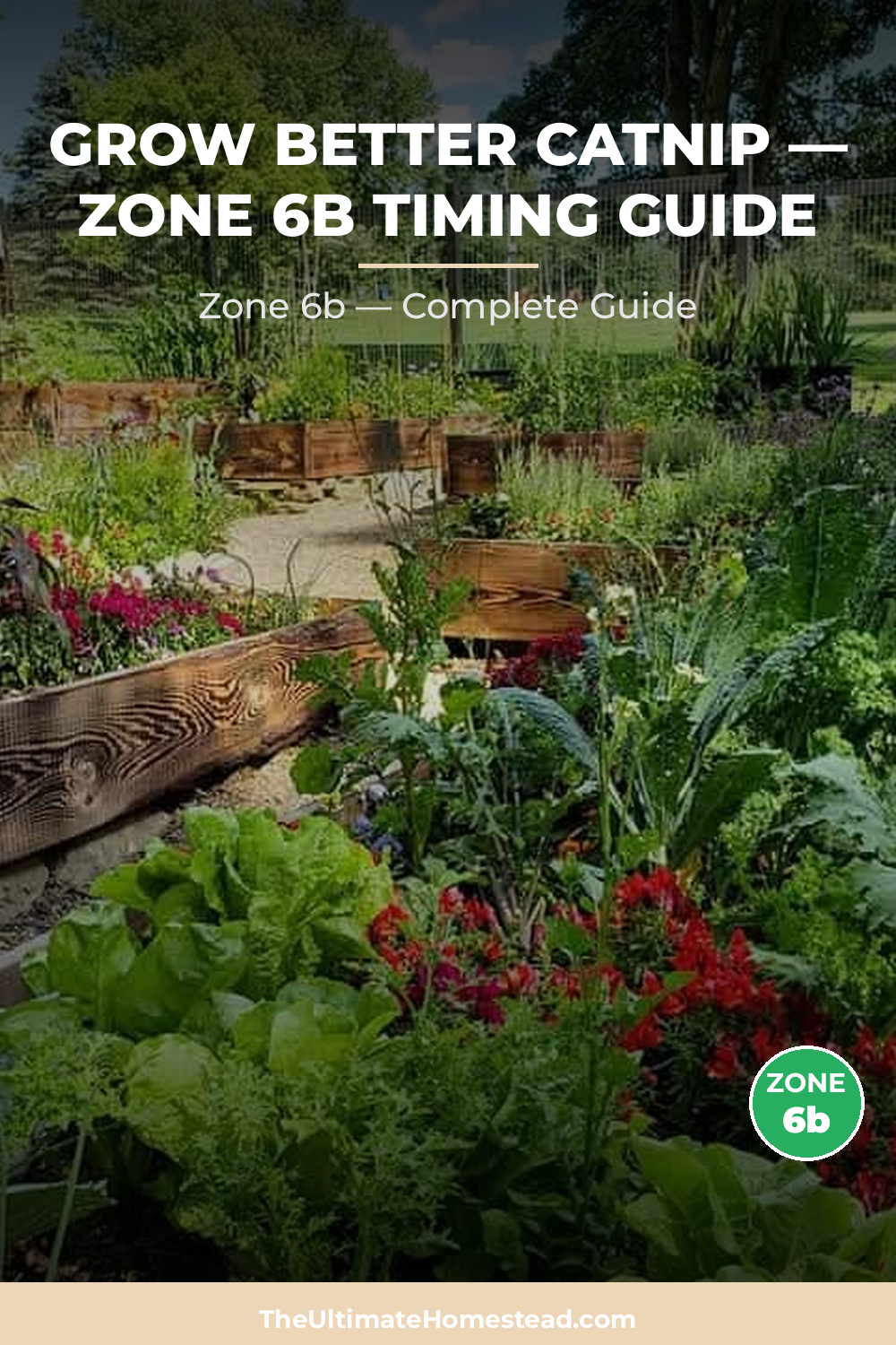 When to Plant Catnip in Zone 6b