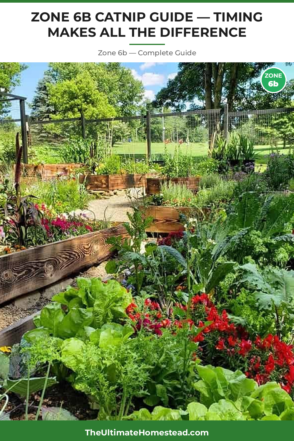 When to Plant Catnip in Zone 6b