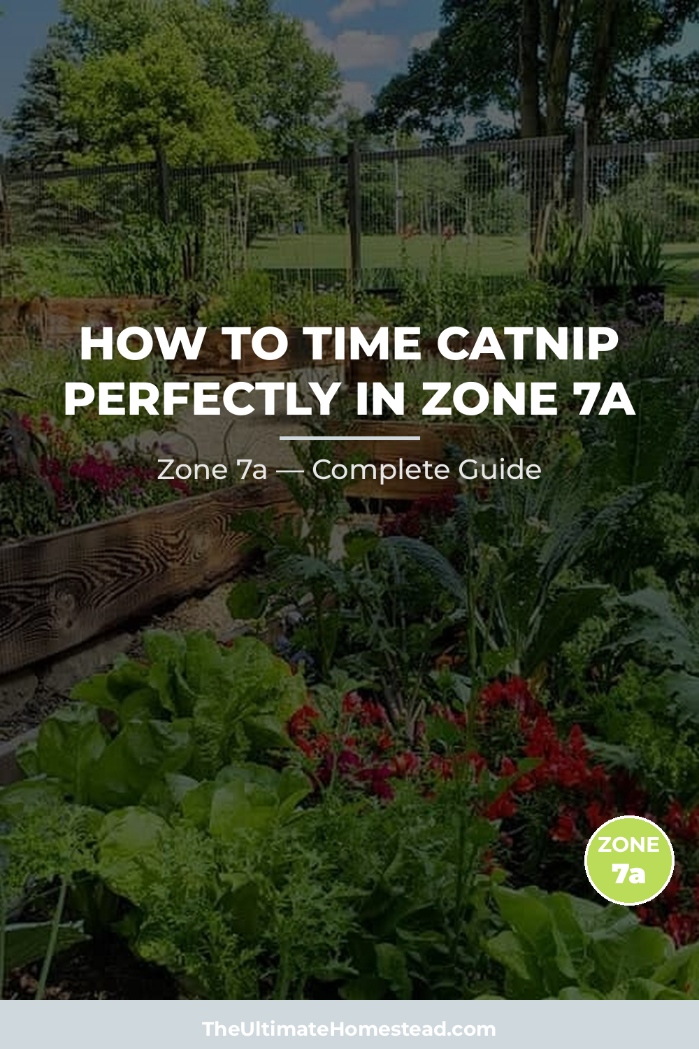 When to Plant Catnip in Zone 7a