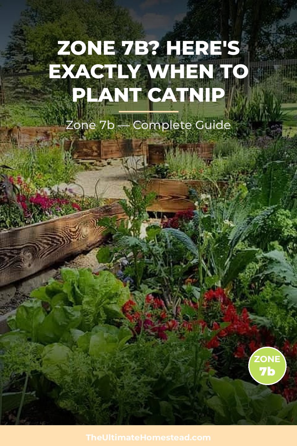 When to Plant Catnip in Zone 7b