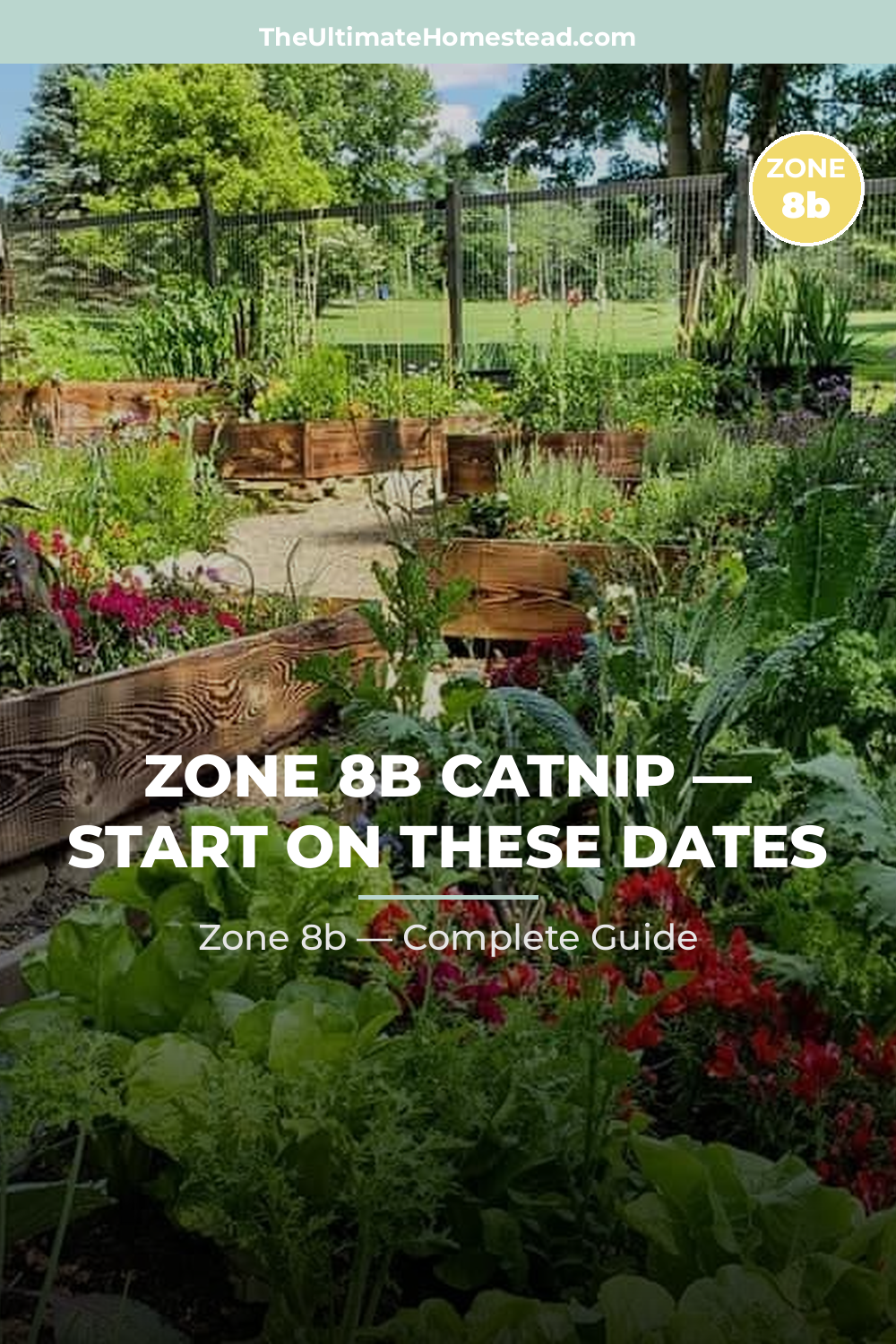 When to Plant Catnip in Zone 8b