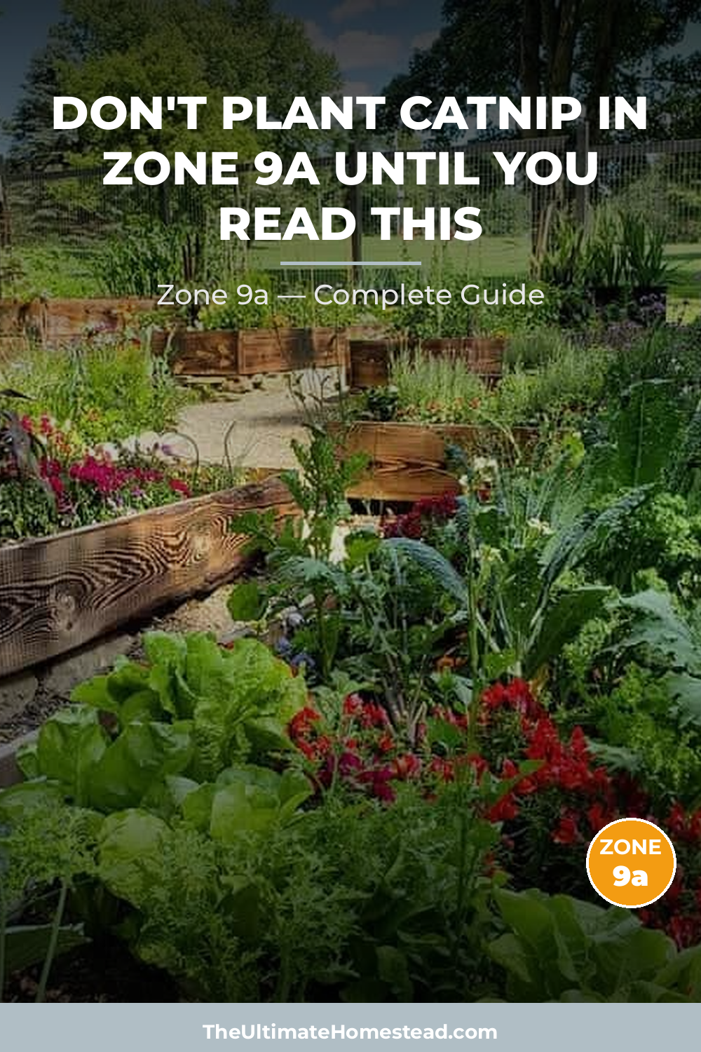 When to Plant Catnip in Zone 9a