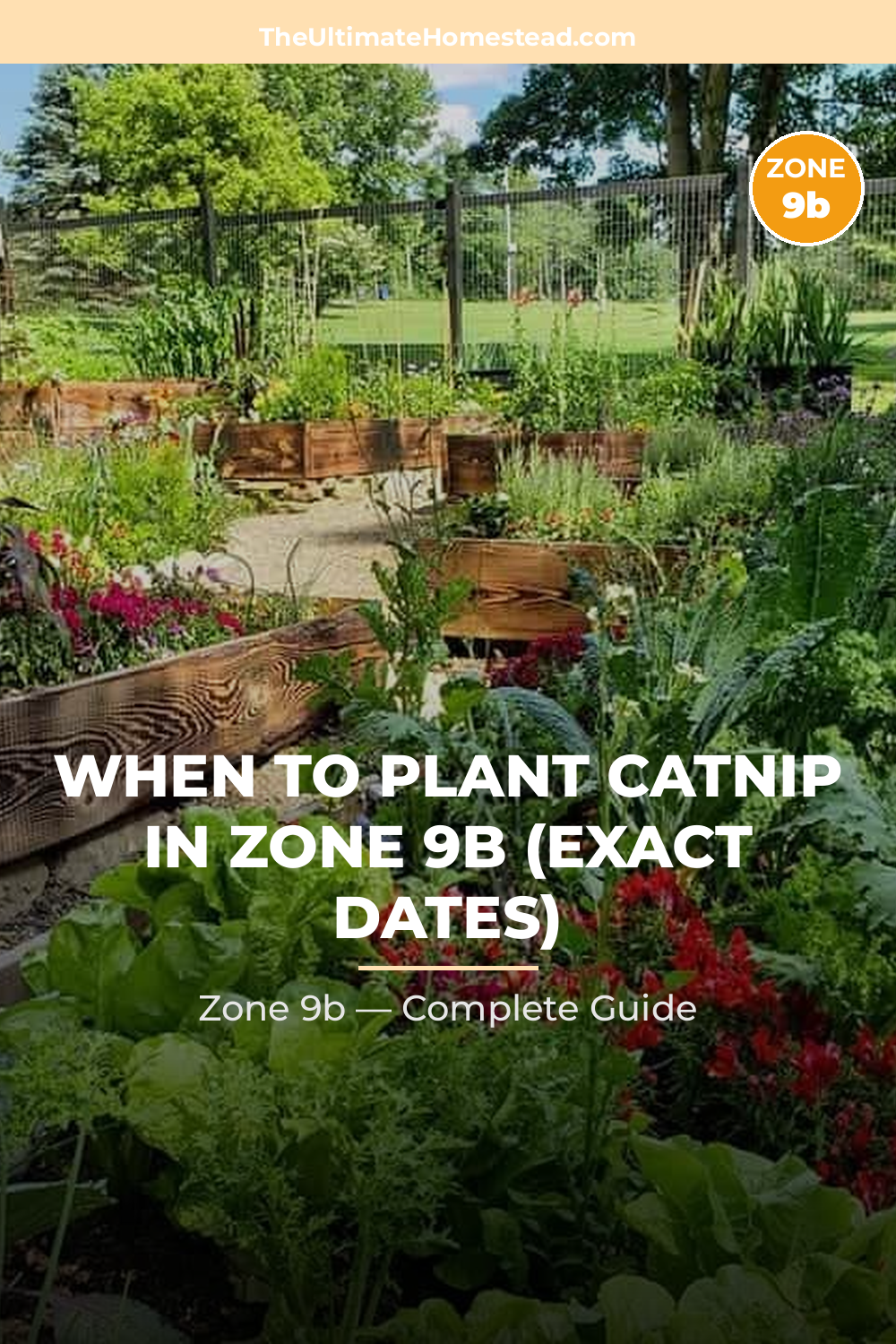 When to Plant Catnip in Zone 9b